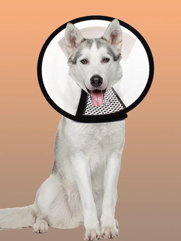 1pc Pet Recovery Collar (XS-5XL)