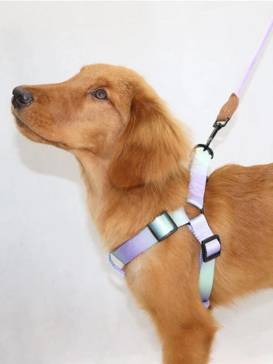 Ombre Pet Leash & Harness Set (M-XL) BLU / PURPLE